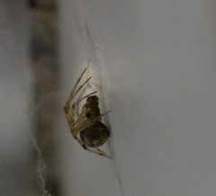 Theridiidae