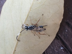 Agonocryptus discoidaloides