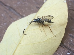 Agonocryptus discoidaloides