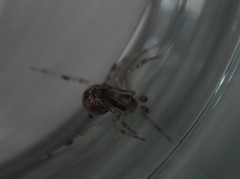 Theridiidae
