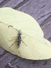 Agonocryptus discoidaloides