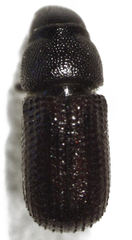 Stenoscelis hylastoides