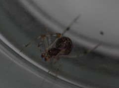 Theridiidae