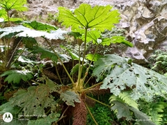 Gunnera mexicana