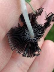 Coprinopsis