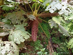 Gunnera mexicana