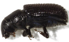 Stenoscelis hylastoides