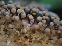 Cribraria cancellata