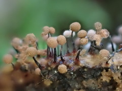 Cribraria cancellata