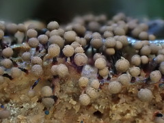 Cribraria cancellata