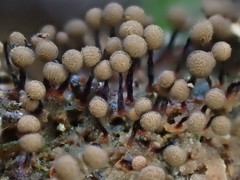 Cribraria cancellata