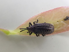 Microrhopala excavata