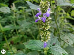 Salvia xalapensis