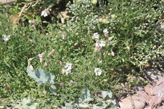 Silene uniflora