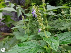 Salvia xalapensis