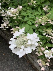 Magnoliopsida