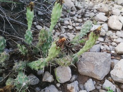 Grusonia aggeria