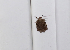 Cryptocala acadiensis