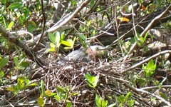 Butorides virescens image
