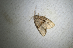 Neoligia crytora