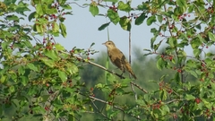Acrocephalus arundinaceus