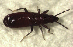 Maoricoris benefactor