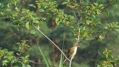 Acrocephalus arundinaceus