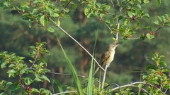 Acrocephalus arundinaceus