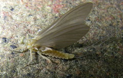 Ephemerella invaria