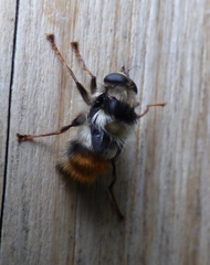 Criorhina bubulcus