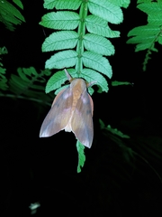 Othorene purpurascens