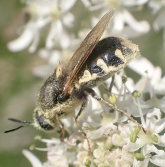 Stratiomys singularior