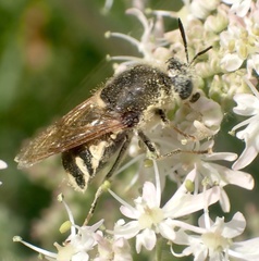 Stratiomys singularior