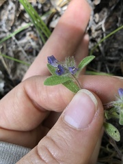 Phacelia humilis