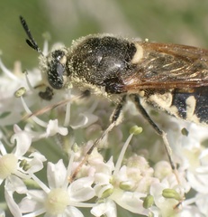 Stratiomys singularior