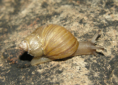 Prestonella nuptialis