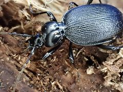 Scaphinotus relictus