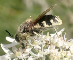 Stratiomys singularior