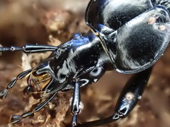 Scaphinotus relictus