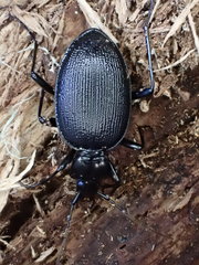 Scaphinotus relictus