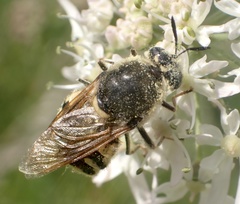 Stratiomys singularior