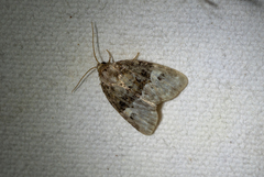 Neoligia crytora