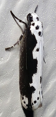 Ethmia semilugens