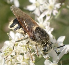 Stratiomys singularior