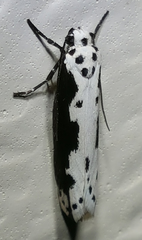 Ethmia semilugens
