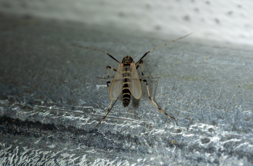 Stictochironomus devinctus