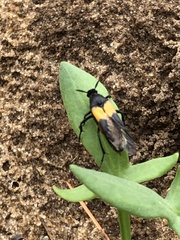 Macrosiagon flavipennis