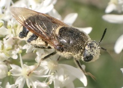 Stratiomys singularior