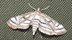 Parapoynx badiusalis