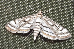 Parapoynx badiusalis